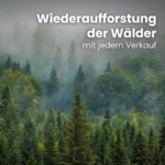 Kaminholz Buche kammergetrocknet | 1 RM ( Scheitlänge 25 cm ) – Bild 5