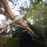 STIHL Perche batterie HTA 50 – Bild 4